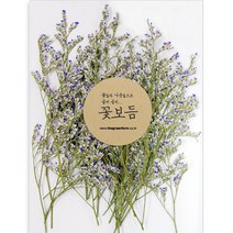 그린팜네이처 꽃보듬 압화-미스티, 블루