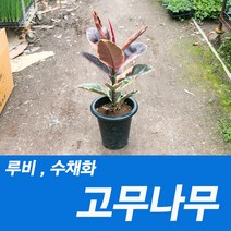 소울라인 고무나무 중품 루비 수채화 공기정화식물, 루비고무나무, 1개