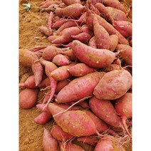 해남 햇 꿀 밤고구마 대 해남직송, 대 10kg