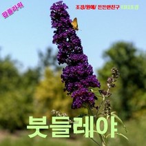 팝플라워 붓들레야 진자주색 씨앗 5립
