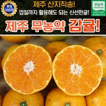 제주 무농약 감귤 10kg
