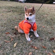 강아지겨울옷 애견패딩 기모 후드티 맨투맨 공룡옷 웰시코기 푸들 비숑 말티즈 소형견옷, 4.기모패딩_우주, 블루