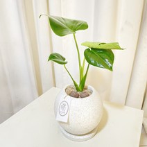 청년농부 테라조 몬스테라 완제품 몬스테리아 공기정화식물 음이온식물 실내식물 키우기쉬운식물, 1개