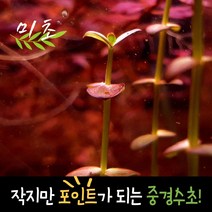 [미초] 린더니아 sp. 인디아 수초 1촉 / 유경 수초 / 레이아웃 / 어항 수초