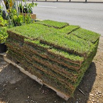 2장 조선잔디 떼장40cm*60cm 뗏장 봉