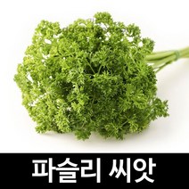 파슬리씨앗 파슬리 채소 씨앗 parsley seeds 500알, 1개