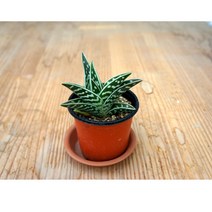 그린플랜트 다육식물 천대전금 1+1