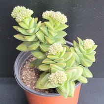꽃다리 신동 42 다육식물 다육이 아이만배송