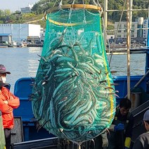 남해안 자연산 바다장어 손질 1kg 양념장 아나고 붕장어 장어뼈튀김 바닷장어 1키로 강화도 속초 남양주 장어 시세 덮밥 장어 도소매 오븐구이 샤브샤브 코스트코 이마트트레이더스 장어, 1개