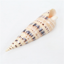 오꿈 조개껍질 조개껍데기 소라껍데기 소라껍질, B02 장식용조개 죽순고둥, 봉