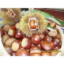 대봉감 대봉 특과10kg31-35과 15lg왕특 40과내외 산지 도매가판매 떨이, 곶감 도시락(640-700g)6팩