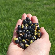 볶은 서리태 500g 검은콩 검정콩 서리태콩 속청, 한팩