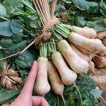 맛있는 황토 알타리 초롱무 1단
