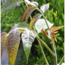 (G소망)토종 참죽나무묘목(참중) 실생2년 5그루