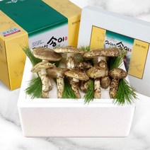강원의 자연이 빚은 천년의 향 22년 10월수확 송이(냉동) 버섯, 자연송이 등외품, 500g