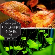 [미초 서비스증정] 연꽃 침대를 닮은 초보 수초 세트 (타이거로터스레드/타이완가가부타) / 치어 수초 / 베타 수초 / 구피 수초 / 새우 수초