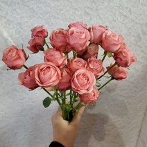 가홈플라워 자나 장미 생화 꽃다발 반단 꽃포장, 자나장미반단