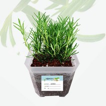 [칭찬] 허브 키우기-로즈마리/스위트바질 2인세트, 로즈마리, 스위트바질