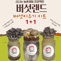 1+1 버섯랜드 국내산 버섯키우기 체험키트 느타리 표고버섯 체험농장 홈가드닝 유치원 관공서 복지관