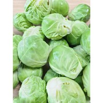 진도농장 미니 방울 양배추 1키로 전남 진도산 당일 수확