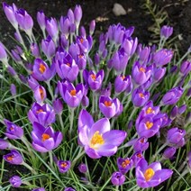 크로커스 구근 바스퍼플 10구