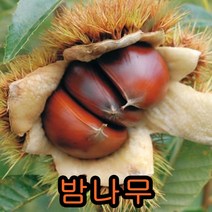 밤나무 접1년특묘 1그루+ 앵두나무 1그루 묶음 나무 묘목 과일나무 유실수