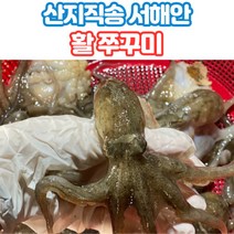 서해안 쭈꾸미 활쭈꾸미 생물쭈꾸미 1kg 2kg 3kg 4kg, 급냉쭈꾸미_1kg_15_20미