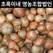 산지직송 무안양파 장아찌용 양파 3kg 5kg 10kg