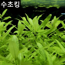 수초킹 키우기 쉬운 초보수초 하이그로필라 포리스페루마, (특가) 7촉