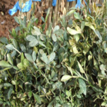 (G소망)탱자나무 묘목 (키 약100센치) 3그루