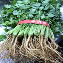 고수풀 300G 고수나물 실란트로 코리앤더, 1개