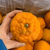 [어쩌다못난이] GAP인증 받은 못난이한라봉 10kg