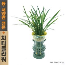 치타플라워 동양란 황룡관 [CD06-015] 승진 개업 축하 난 동양난 영전 취임 생일 선물 화분 고급 란 전국 당일 배송 꽃배달