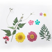 압화 압화꽃팩 JPS-1 마가렛꽃체험패키지 체험패키지, 혼합