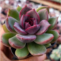특별한 구성 예쁜다육 7종 모아보기, 5번-라비앙스로즈