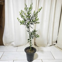 청년농부 올리브나무60 대형식물 화분인테리어 감성식물 카페식물