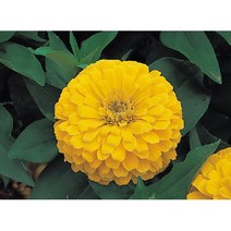 백일홍 드림랜드 옐로 10립