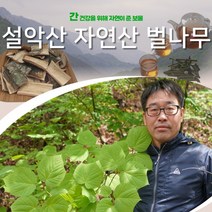 벌나무 벌나무효능 산청목 복용법 강원도 자연산 산겨릅나무 벌나무껍질 1kg, 1개