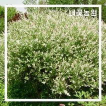 무늬버들(화이트핑크샐릭스) R5 H1.2m