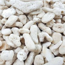 뼈 산호사 500g 벌크