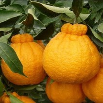 한라봉 결실주 3년생, 팡 본상품선택