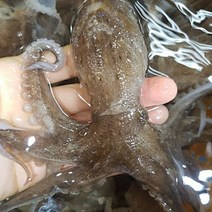 고흥 봄알배기 활쭈꾸미 1kg 7~10마리, 활쭈꾸미1kg