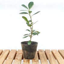 만리향 미니 돈 섬음 나무 향기나는 꽃 책상 화분 인테리어 식물, 1개