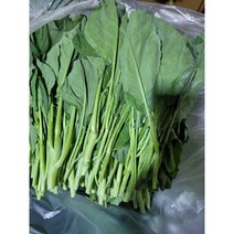 카나 동남아시아채소 카나Chinese broccoli카나(KANA)(GAILAN), 1kg, 1개
