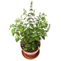 우리집 반려묘를 위한 고양이 캣닢 화분 재배 세트, 1, 쿠팡 본상품선택