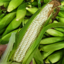 강원도 홍천 옥수수 미백 찰옥수수 16cm이상 당일수확 당일발송, 10개, 10개