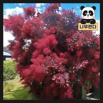 (나무판다) 자엽안개나무 로얄퍼플 묘목 시리즈, 5. 로얄퍼플 R4 분, 1개