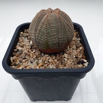 오베사 aa 0811