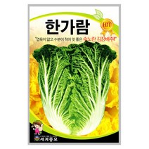 한가람배추 씨앗 2000립 A0088