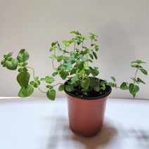 오레가노화분